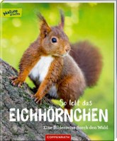 So lebt das Eichhörnchen